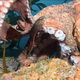 Illustration for article titled What it looks like when an octopus decides to steal your camera.